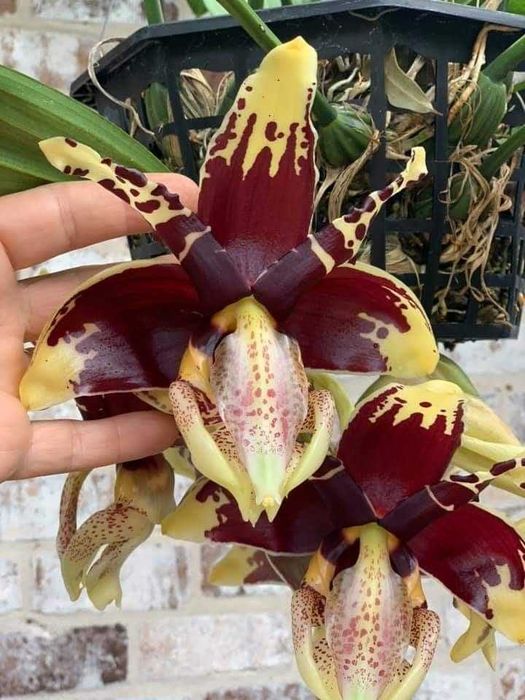 Orquídea Stanhopea tigre.