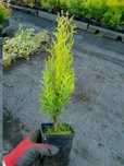 THUJA Smaragd Brabant p9 25-30cm PROMOCJA