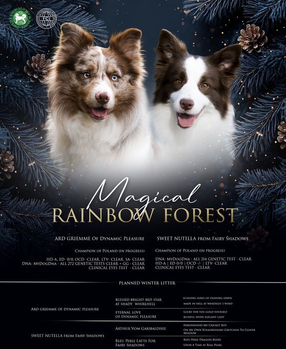Border Collie - ZAPOWIEDŹ MIOTU - Grudzień '25