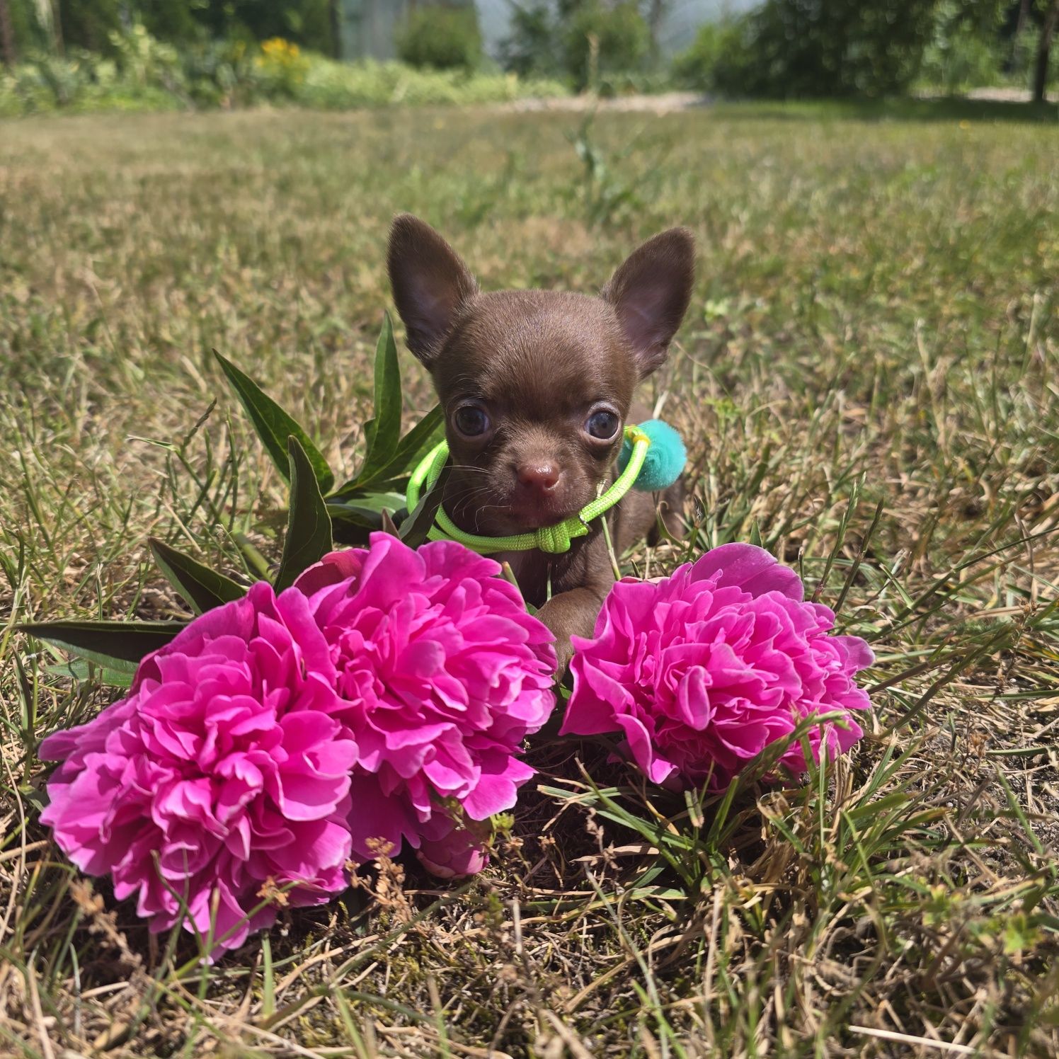 Chihuahua samiec choco czekoladowy