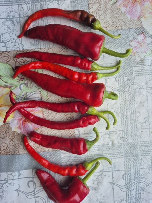 Swojska papryka chilli