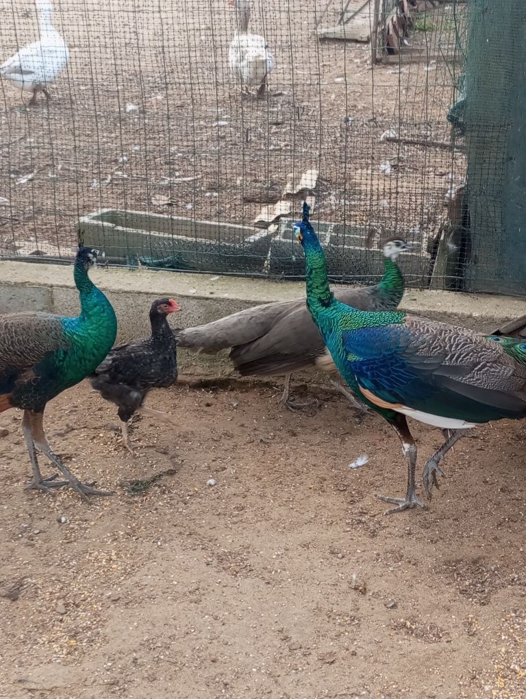 Pavões verdes , produção própria