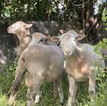 Malatos/Carneiros  cruzados de île de france x merino  ja a cobrir