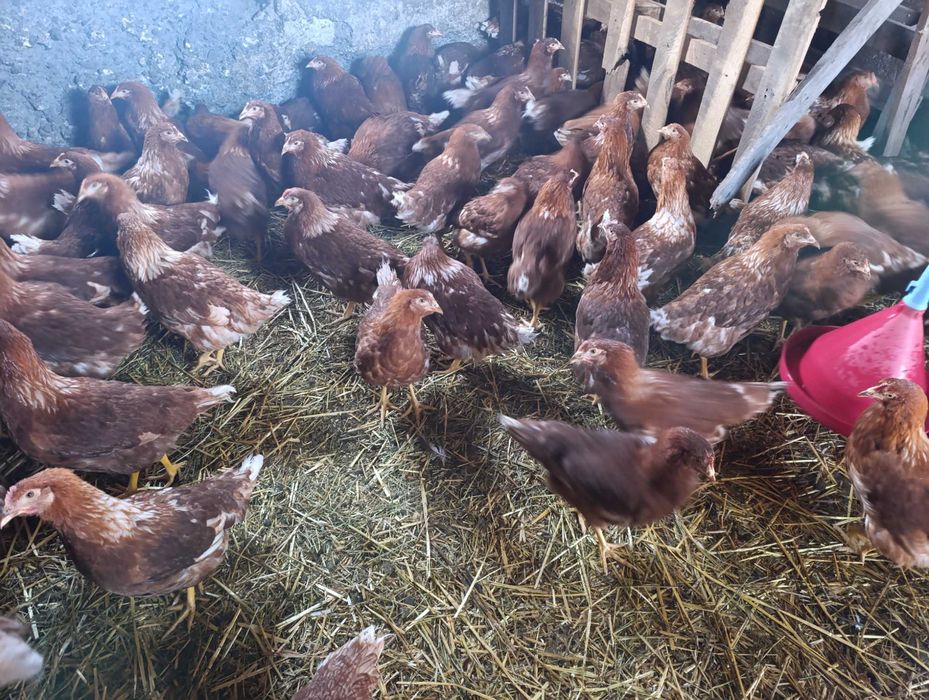 Молодка Ломан Браун