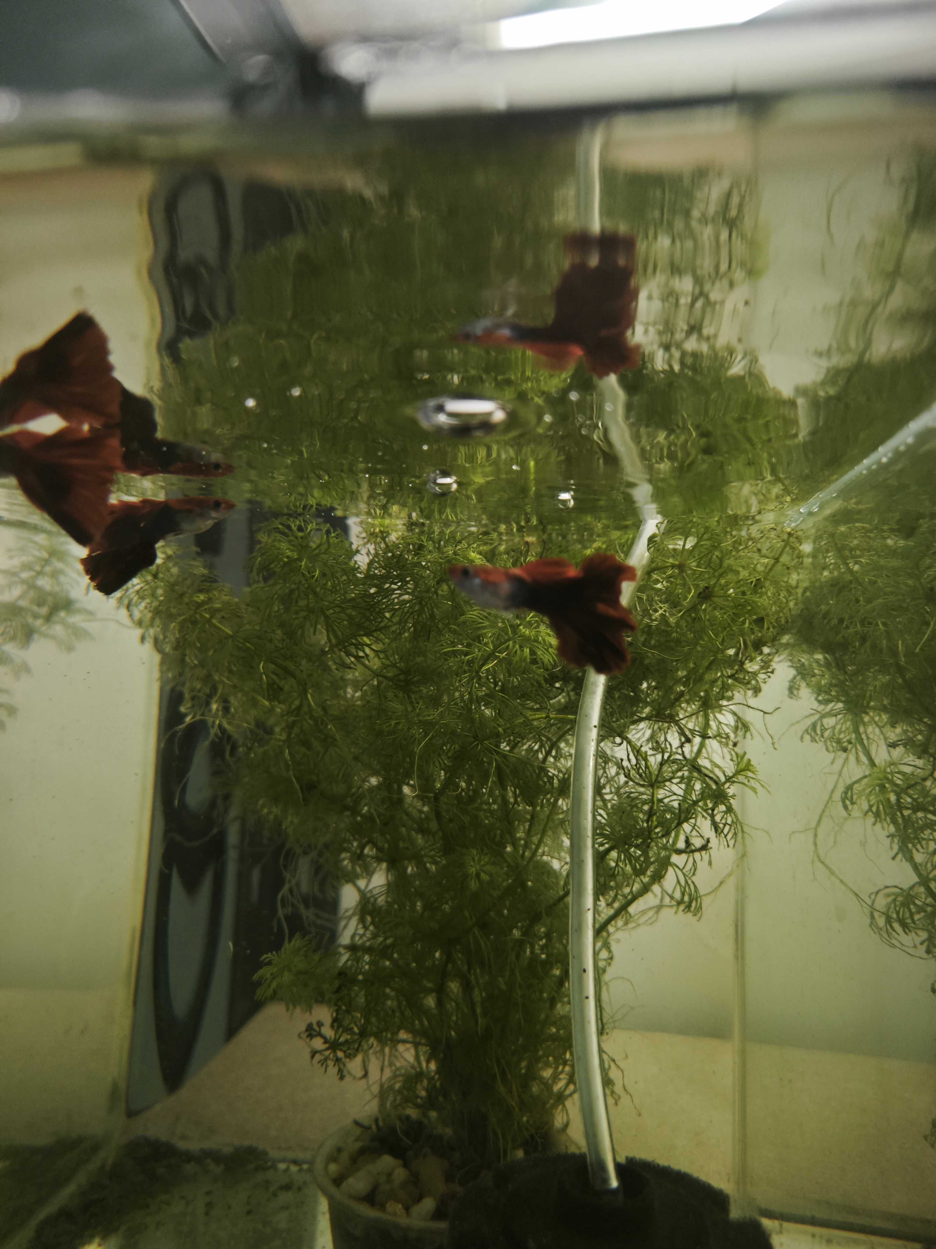 Guppy HB Red Cauliflower