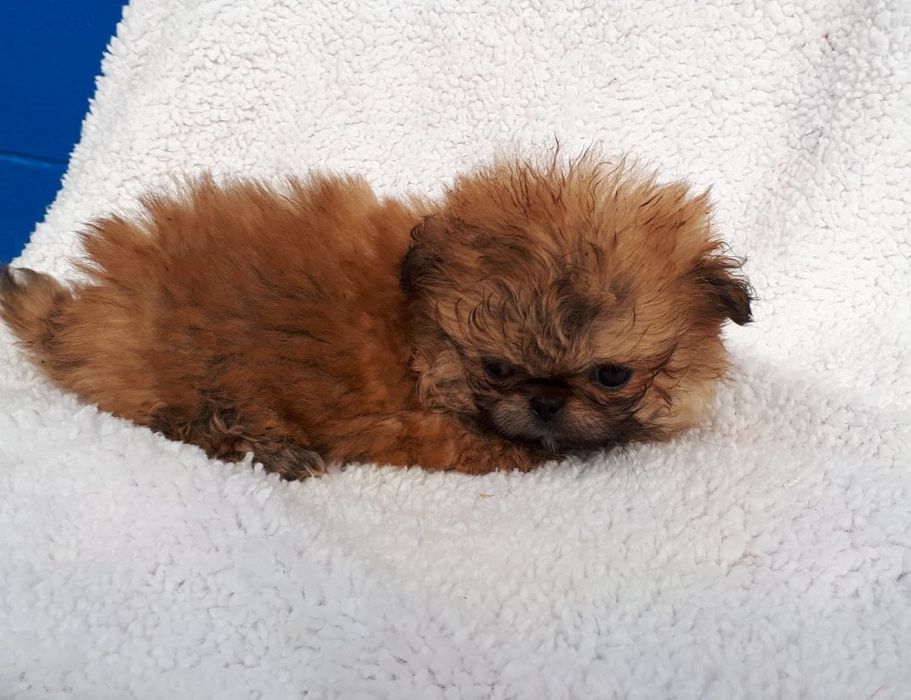 Продам цуценята пекінеса -хлопчики та дівчатка