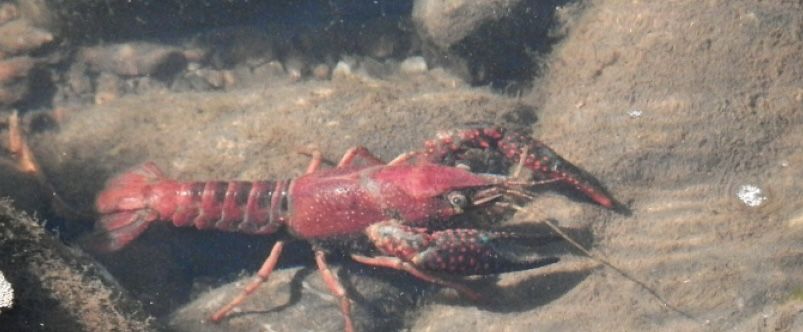 lagostins para pesca