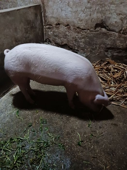Vende- se Porca 9 meses