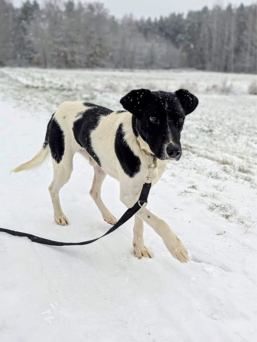 Mućek – łaciaty przystojniak z wielkim sercem szuka swojego człowieka
