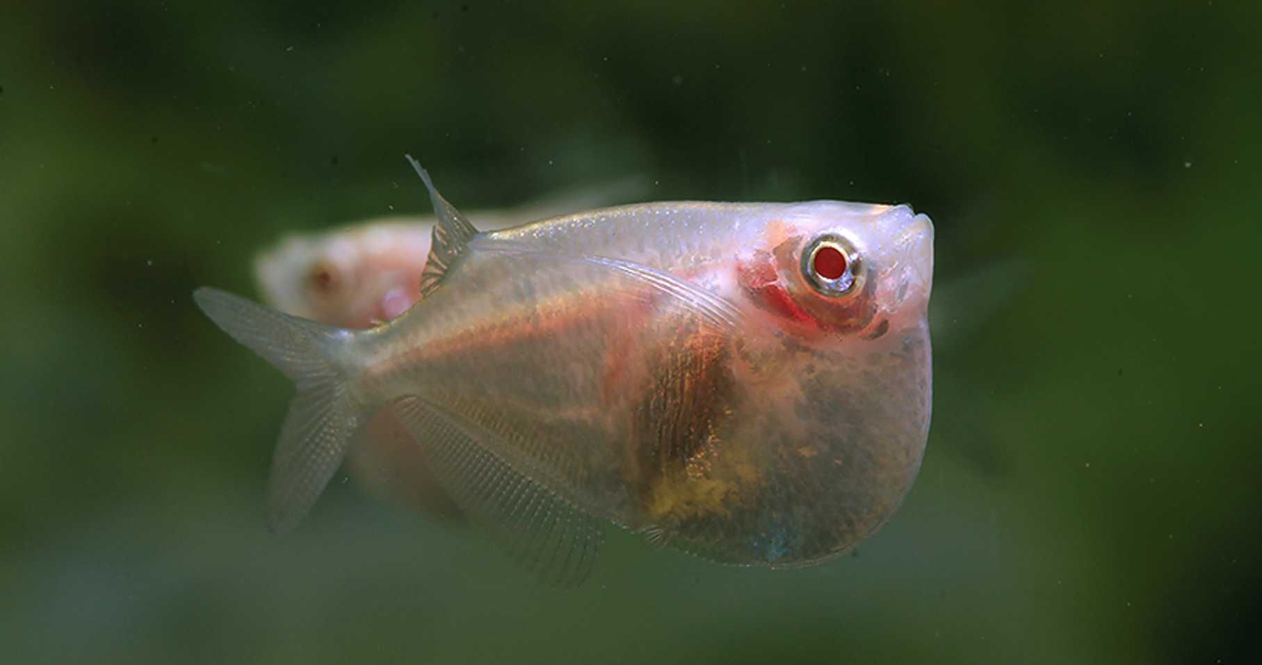 Topornica wielka odmiana ALBINOTYCZNA - Thoracocharax stellatus