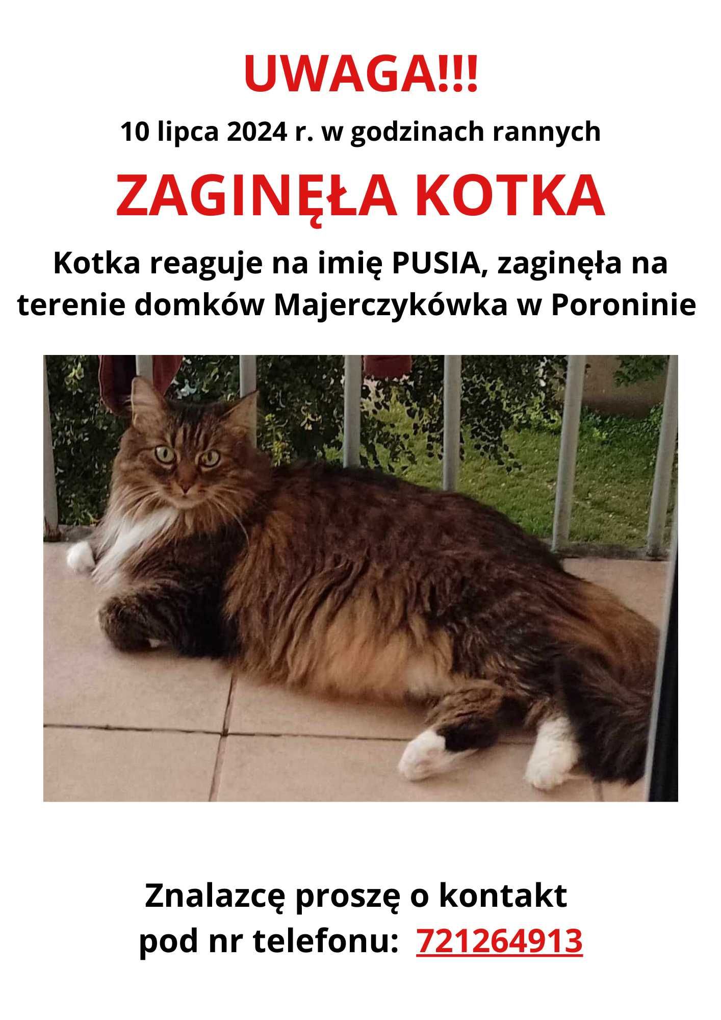 Zaginęła kotka Murzasichle Poronin