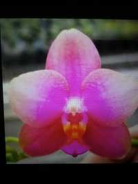 Орхидея подросток Рink  sun Розовое Солнце