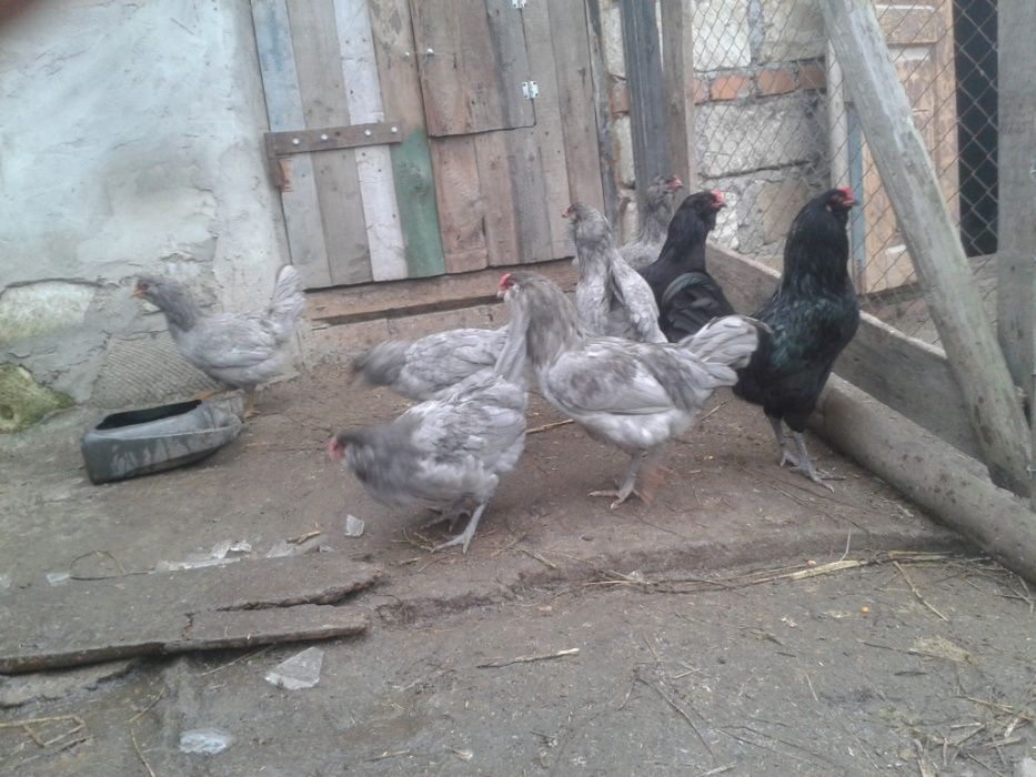 Продам инкубационное яйцо от кур породы Амераукана, Петухи.