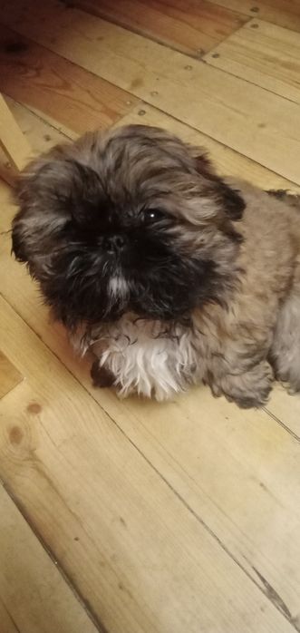 Продам ши-тцу разных возрастов