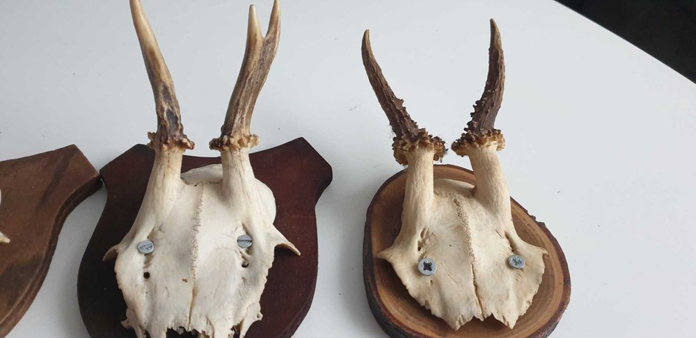 Starocie z Gdyni - Myślistwo - poroże koziołka zestaw 3szt.