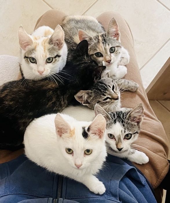 4 gatinhos - adopção responsável