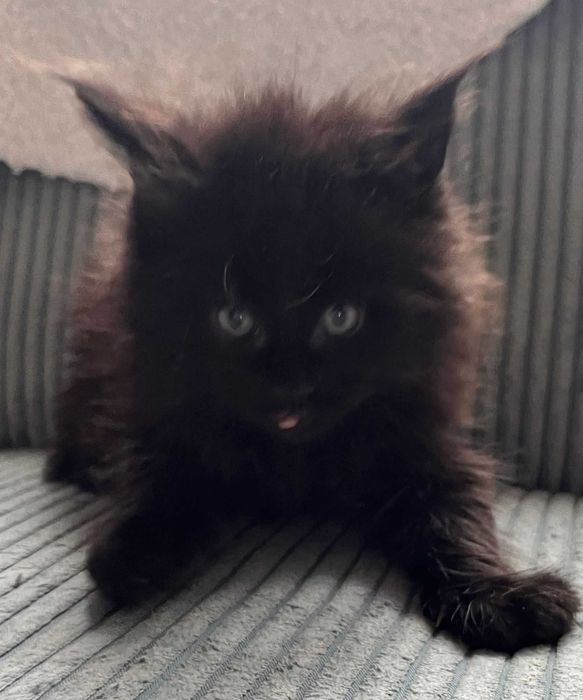 Kocurek Maine Coon czarny n linia shaded