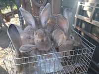 Sprzedam króliki belgijskie