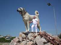 Kangal import Turcja D.K.Bubu FCI.