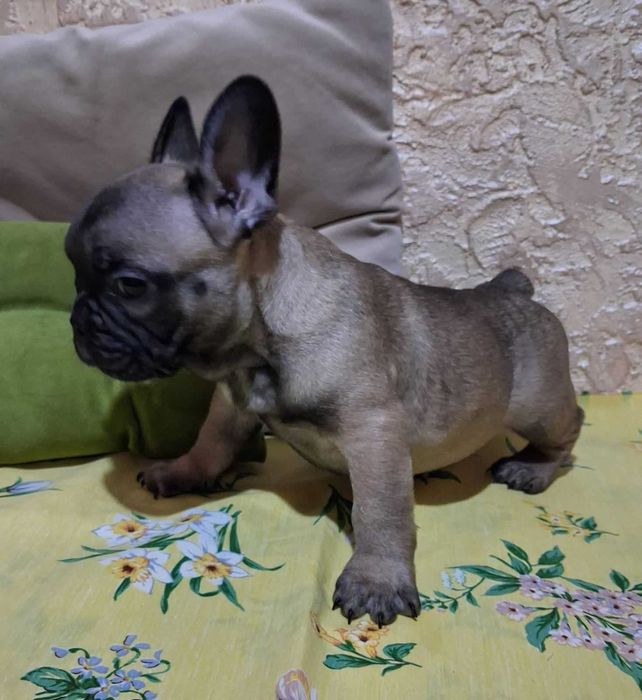 щенки французкий бульдог