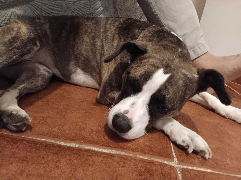 Pitbull  fêmea  2 anos