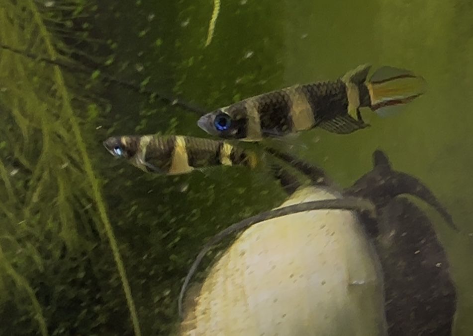 Trio de clown killifish