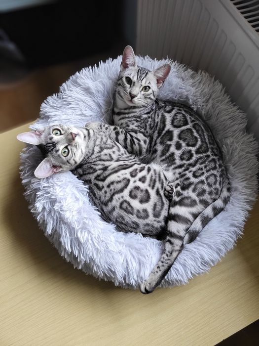 Kotka bengalska srebrna silver rodowód