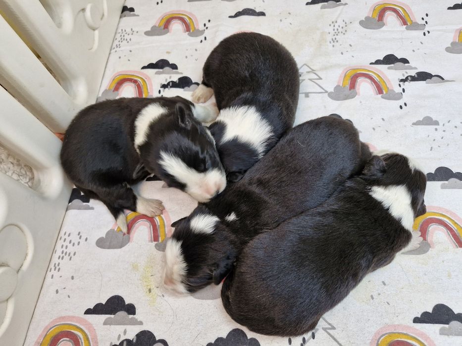 Border Collie piesek czarno biały