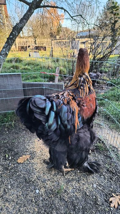 Kury Brahma olbrzymia kogut