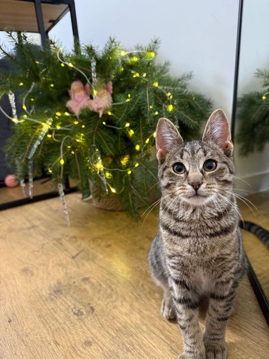 Кошенята в добрі руки, Безкоштовно