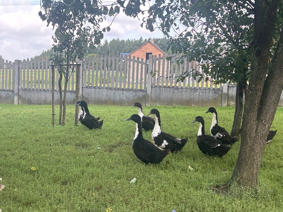 Kaczki czysto rasowe dworki