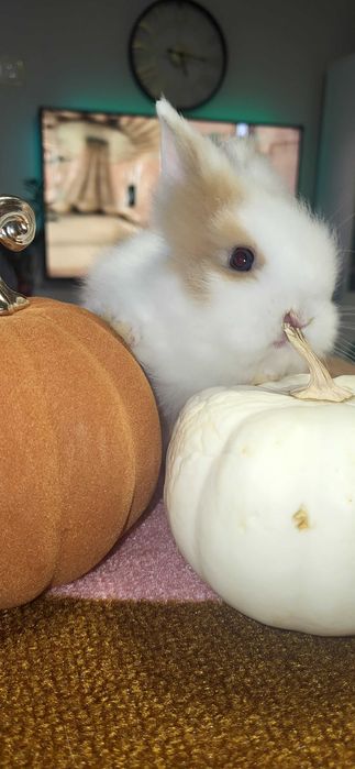 Kroliczki miniaturki (ostatni maluszek wolny)