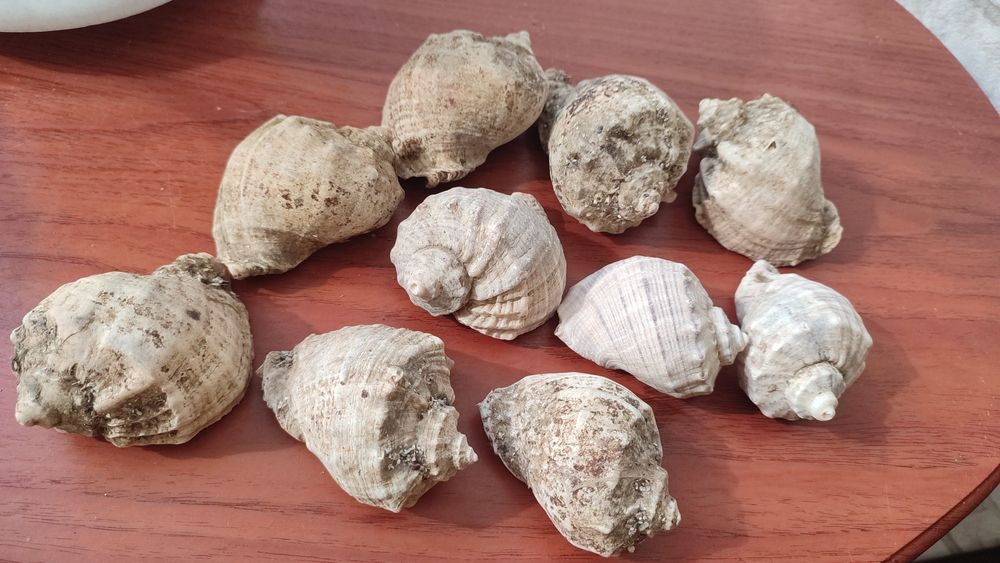 Ракушки рапана крупные (декор для аквариума)