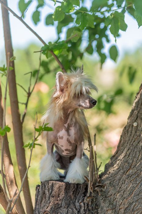 Обирай найкраще! Лідер Днепровське Сонце