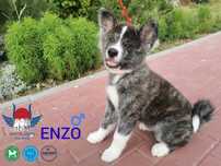Akita inu japońska samiec ZKwP/FCI & AKIHO -rodz.badane importy Gdańsk