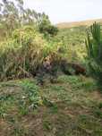 Limpeza de Terrenos e Jardins