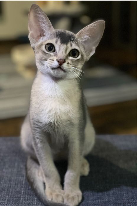 Kotka abisyńska- czarne srebro UNIKAT - WCF