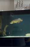 Arowana golden head crossback