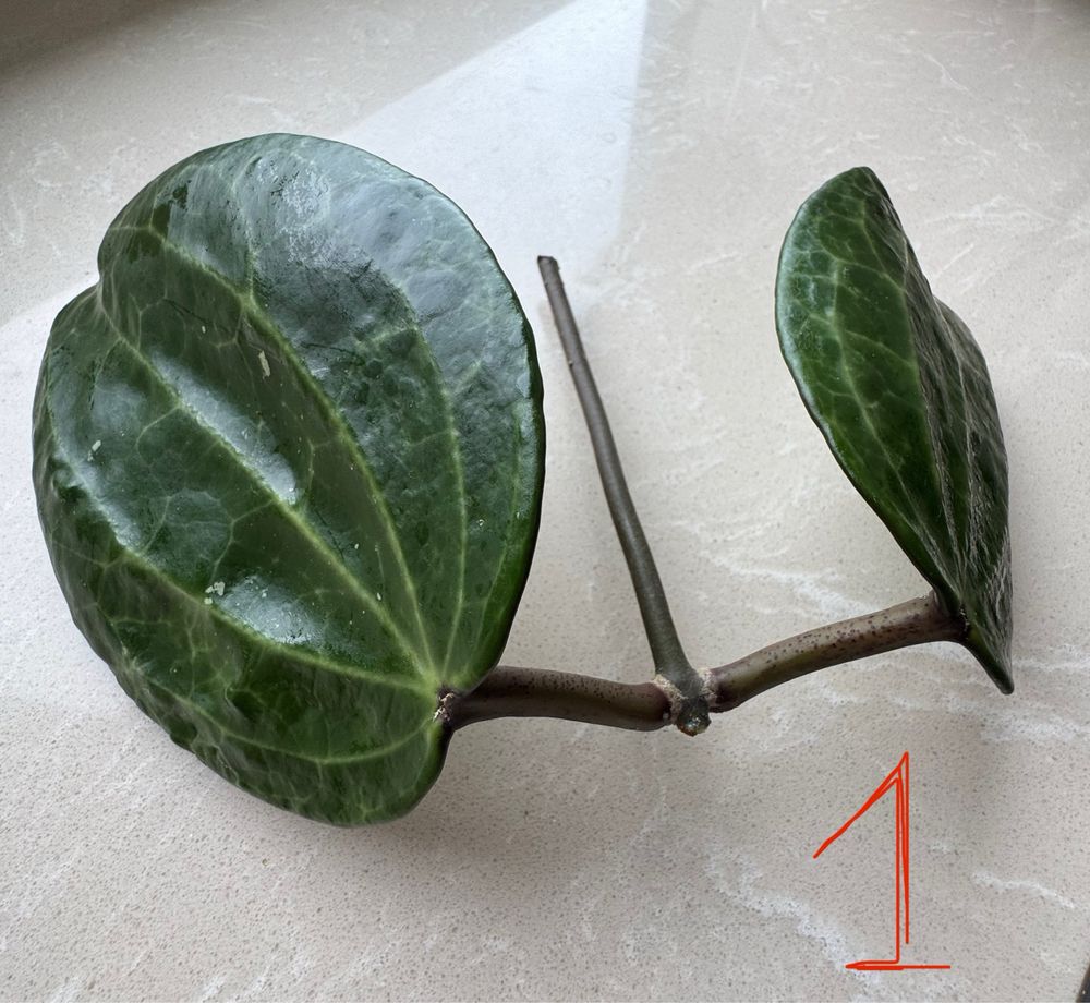 Hoya Latifolia cięta