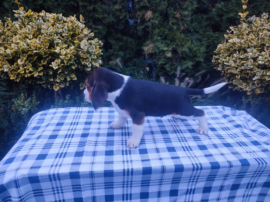 Beagle piesek szczeniak