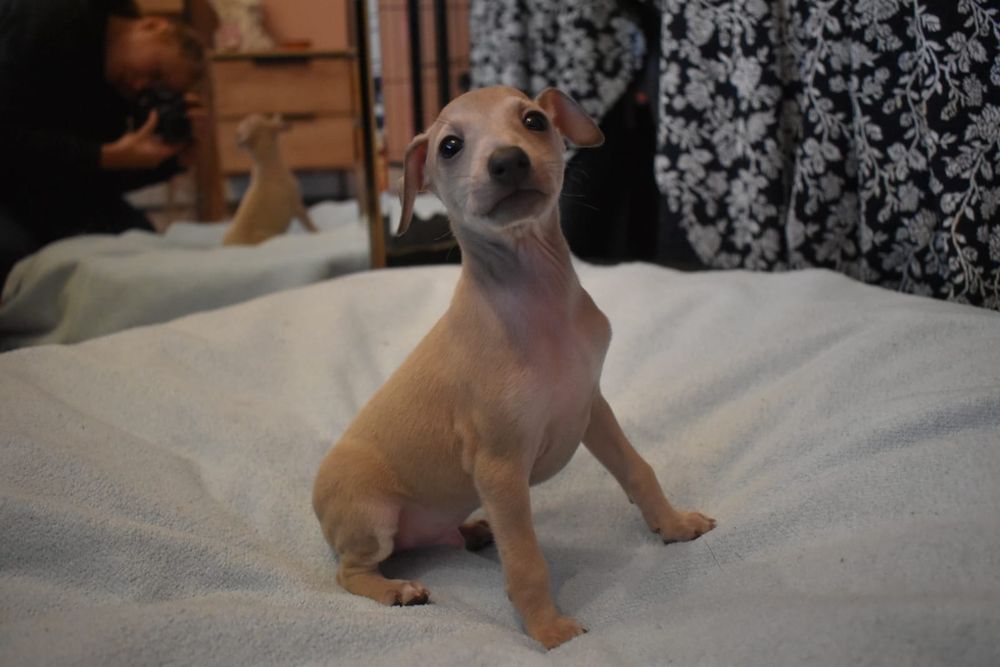 Charcik włoski- piesek