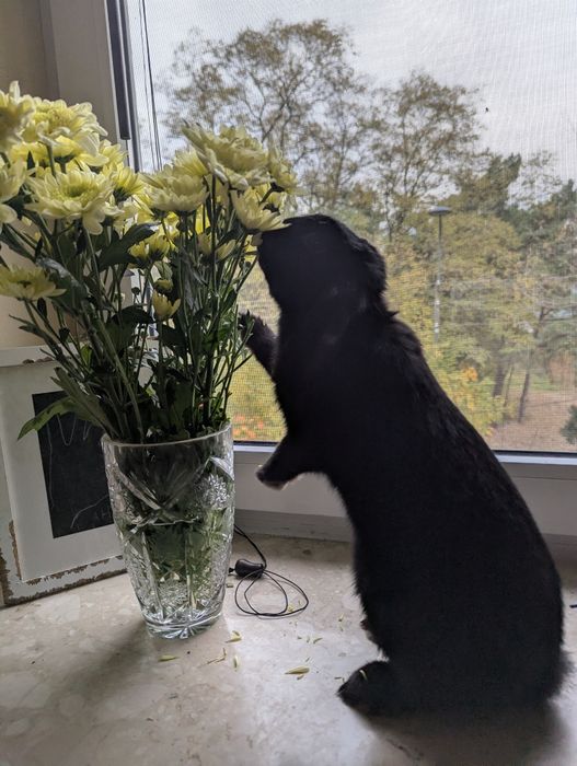 Sonia szuka nowego domu