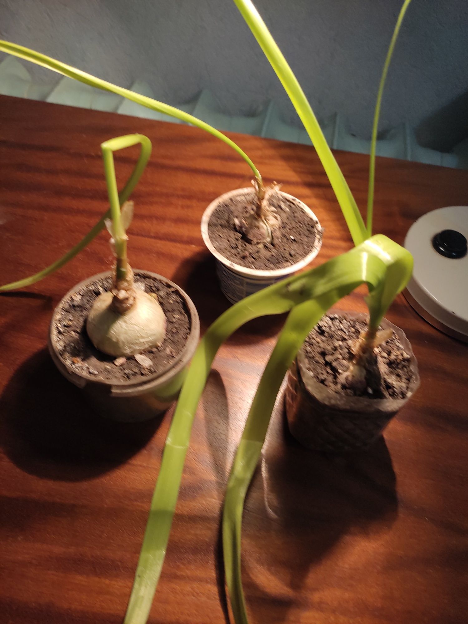 Индийский лук  - лечебное комнатное растение