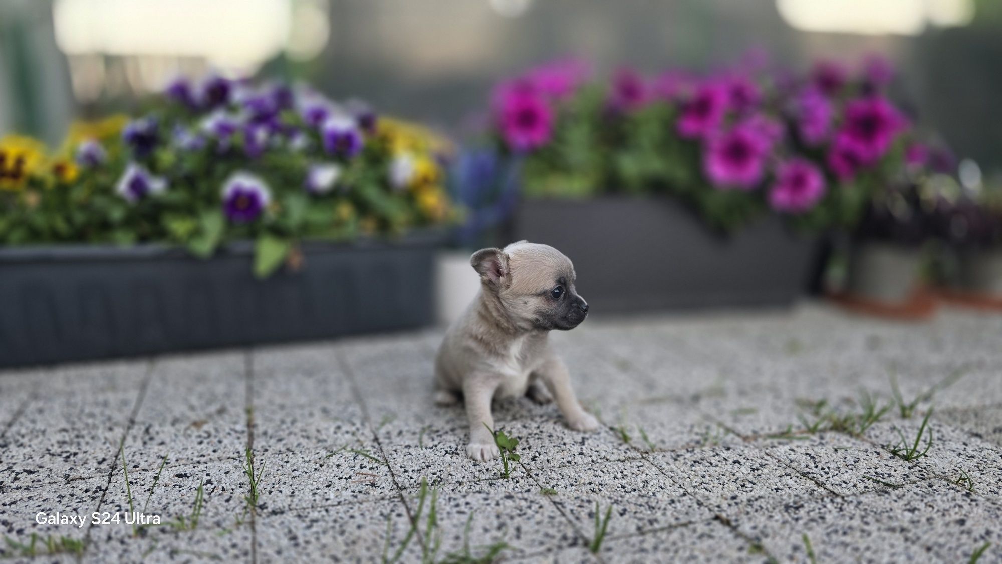 Chihuahua prześliczna suczka