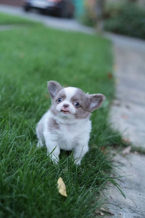 Chihuahua Mini chłopak FCI
