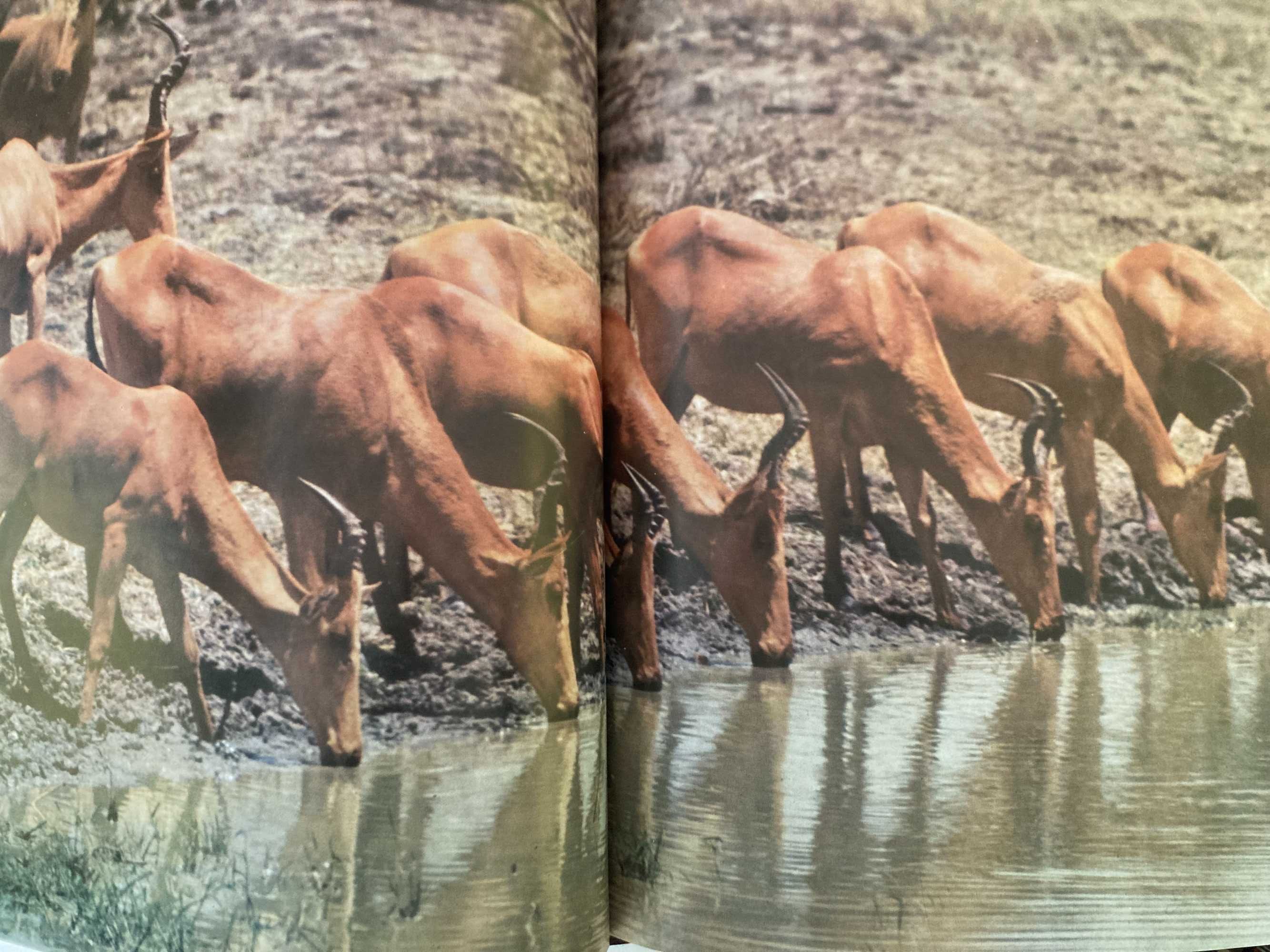 Enciclopédia A Fauna da Salvat - 11 Volumes