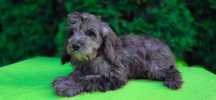 Cavapoo bardzo ciemna merle badania komplet szczepień wirusowych