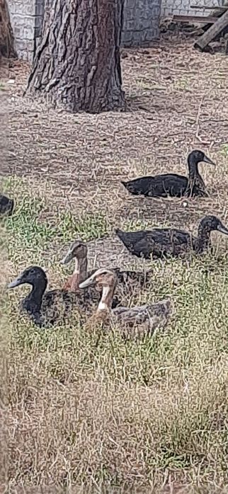 Sprzedam kaczki i kaczory biegusów indyjskich