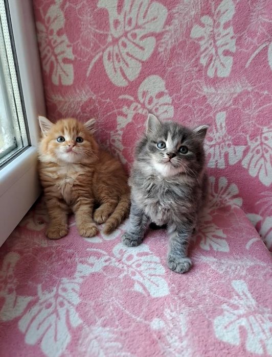 Сибирские пушистые котята