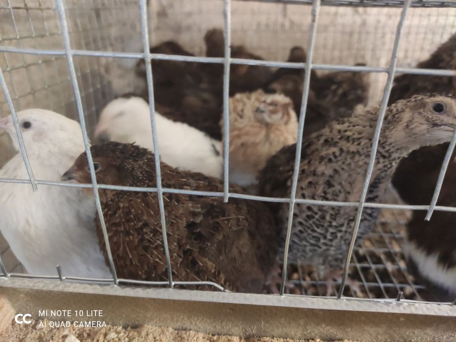 Koguty przepiórki japońskiej